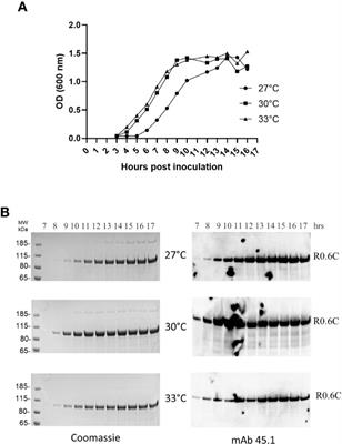 A Reproducible and Scalable Process for Manufacturing a Pfs48/45 Based Plasmodium falciparum <mark class="highlighted">Transmission-Blocking</mark> Vaccine